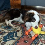 Titus Brown - @titus_bordercollie - Instagram