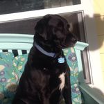 Titus Marie Byrd - @the_dog_titus_marie - Instagram