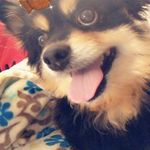 Titus Ezekiel Edwards - @titus_the_mutt_ - Instagram