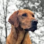 Fox Red Titus - @fox.red.titus - Instagram