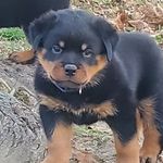 Titus Moore - @titus.therottie - Instagram