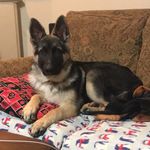 Titus Moore - @titustheshep - Instagram