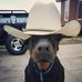 Titus Moore Doberman - Facebook