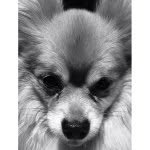 Tobi Burr 🐶 - @tobi.pom - Instagram