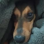 Tobi🐶 - @tobi_burro - Instagram