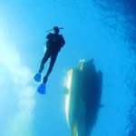 Daniell Garcia | Scuba Diver Instructor - @tobias_daniell - Instagram