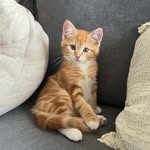 Tobias Lewis Jay McCarthy - @tob1as.thecat - Instagram