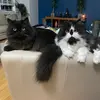 Moses & Tobias - @mosesandtobias - TikTok