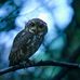 Tobias Yoder - Facebook