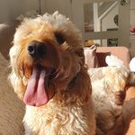 Ozzy Wilding & Toby Ainsworth - @ozzyandtoby - Instagram