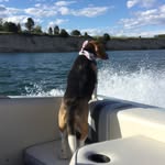 Toby Arnold - @beagle_on_a_boat - Instagram