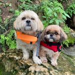 Toby and Penny, Austin TX - @txtsfromtobyandpenny - Instagram