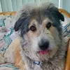 TobyAustin - @bouviergreatpyreneesgint - TikTok