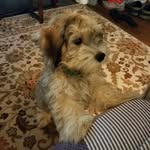 Toby Baker - @tobybearindc - Instagram