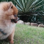 Toby Alves Lins - @_toby_ball - Instagram
