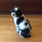 Toby Ball - @mr.ball_is_hella_cute - Instagram