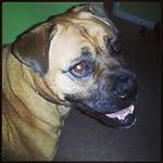 Toby Bennett - @toby_woby_dog - Instagram