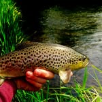 Toby Bennett - @tobybennettflyfishing - Instagram