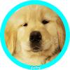 TOBY BEST DEALS - @tobythegoldenofficial - TikTok