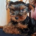 Toby_Best_Friend - @toby_best_friend - Instagram