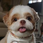 Toby The Best Boi ✨ - @tobebeboi - Instagram