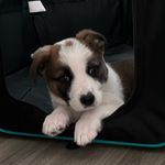 toby - @toby.best.boy.ever - Instagram