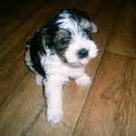 Toby - @toby_best_dog - Instagram