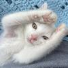 TobysBestlife - @tobysbestlife - TikTok