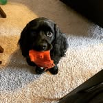 Cocker Spaniel Life - @toby_and_biggs - Instagram