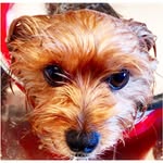 Toby Biggs-Moldovan - @toby.the.yorkie.jetsetter - Instagram