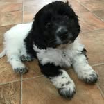 Toby “Toblerone” Biggs - @tobythetoblerone - Instagram