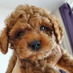 Toby - @toby_is_on_board - Instagram