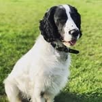 Toby Bond - @wooflet9 - Instagram