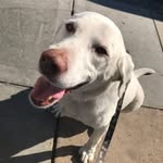 Toby The Dog - @tobybowmann - Instagram