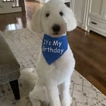 Toby_The_Sheepadoodle - @toby_bowman1.0 - Instagram