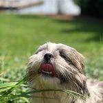 Toby Boyer - @lil._.toby - Instagram