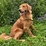 Toby - @toby_brister_thegolden - Instagram