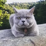 Toby Brown - @tobybritishblue - Instagram