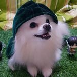 Toby Bryan - @tobybryanthepom - Instagram