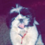 Toby Bryan Bencosme - @tobybryantheshihtzu - Instagram