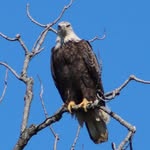 Toby Burgess - @toby_burgess_wildlife - Instagram