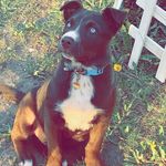 Toby! 🐾 💙 - @toby._.carter - Instagram
