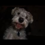 Toby Chambers - @tobythepoodle_loveshislife - Instagram