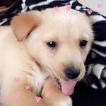 Champagnepuppy - @champagnepuppiitoby - Instagram