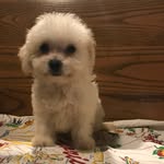 Toby - @champagne.toby - Instagram