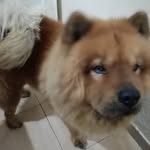𝕿𝖔𝖇𝖎𝖆𝖘 🐾 - @toby_chow_ - Instagram