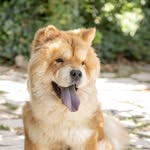 🦁toby🦁 - @_toby_chowchow - Instagram