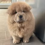 Toby - @chow.toby - Instagram