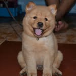 toby chow - @toby122217 - Instagram