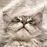 Toby Chow - @toby.the.coon - Instagram